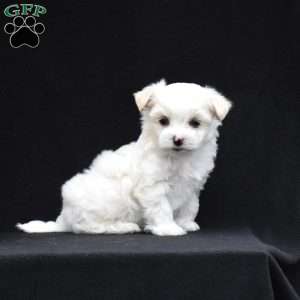 Paxton, Maltese Puppy